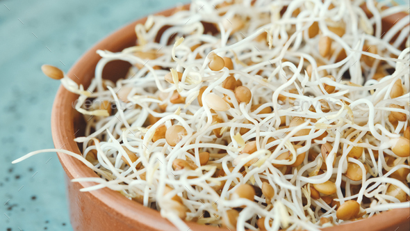 Lentil sprouts in a brown bowl on a blue plate. Germinating seeds, healthy food. Selective focus.