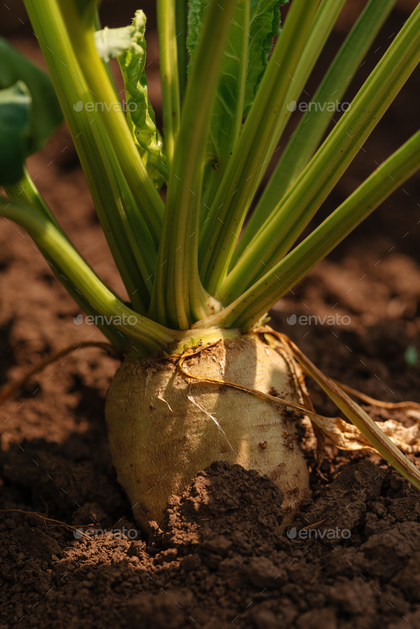 Sugar beet root crop in the ground - Stock Photo - Images