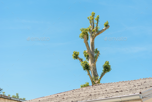 Tree topping, small branches with green leaves growing at treetop after severe pruning - Stock Photo - Images