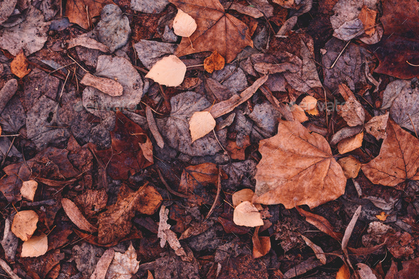 Dry brown leaves fallen on the ground as autumn season background - Stock Photo - Images
