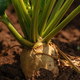 Sugar beet root crop in the ground - PhotoDune Item for Sale