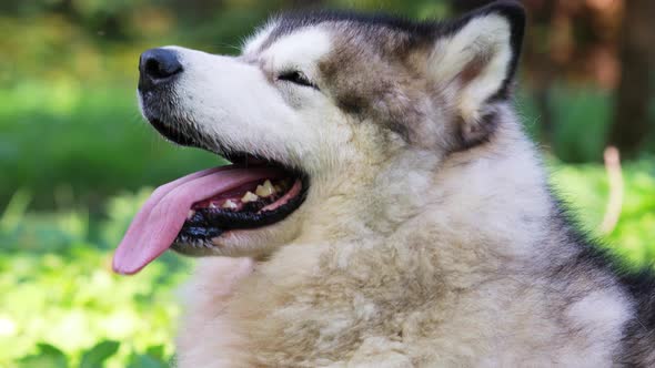 Portrait of Purebred Alaskan Malamute Dog Outdoors