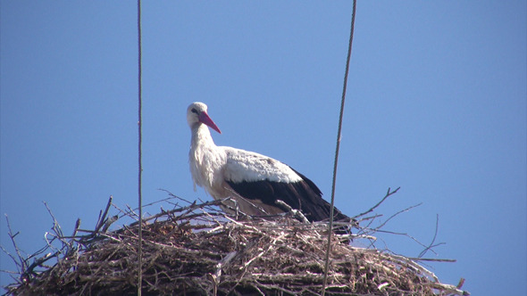 Female Stork In Nest