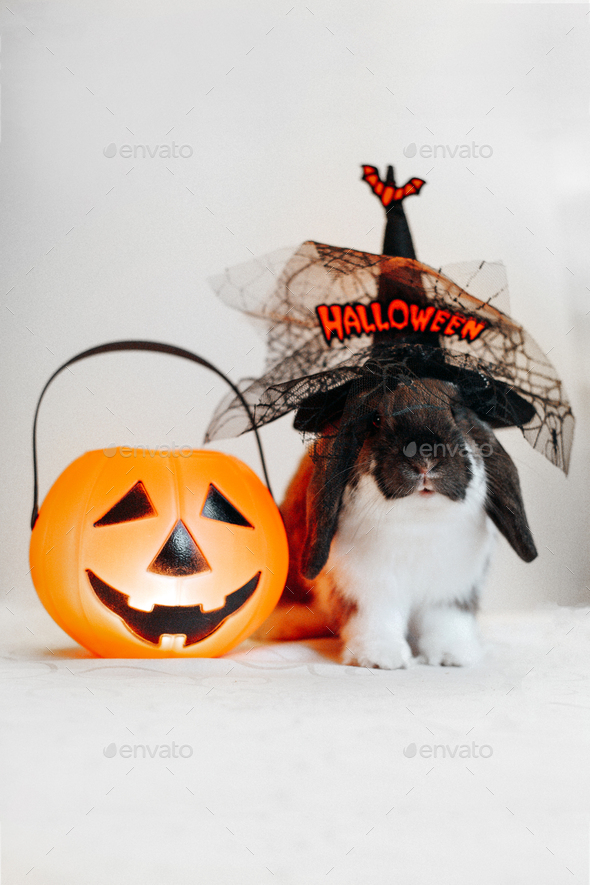 Portrait of cute lop eared dwarf rabbit wearing halloween hat with candy bucket Jack O lantern