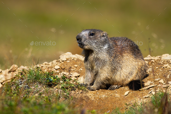 alpine marmot sitting in front of den on a hill from dirt and stones - Stock Photo - Images