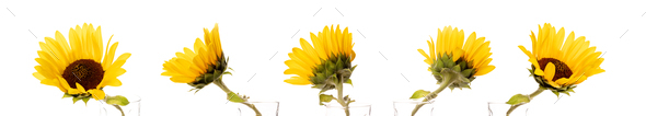 Collection of sunflowers isolated on white background