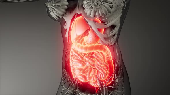 Human Digestive System Parts and Functions, Motion Graphics | VideoHive