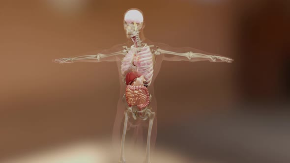 Human anatomy, organs, bones. Creative color palettes and designer details, alt