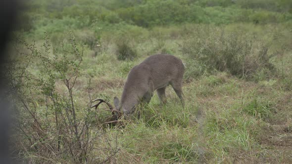 whitetail bucks in Texas, USA alt