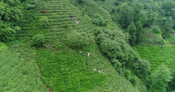 Tea Terrace And Trees Aerial View