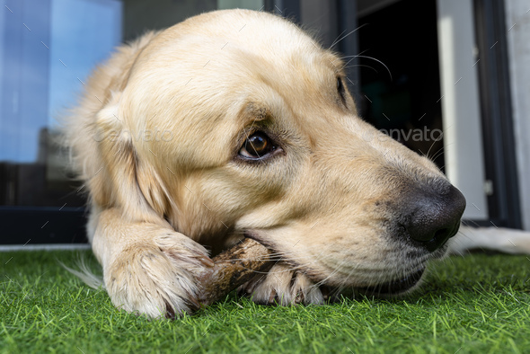 A young male golden retriever is eating a bone outside in front a patio window on artificial grass.