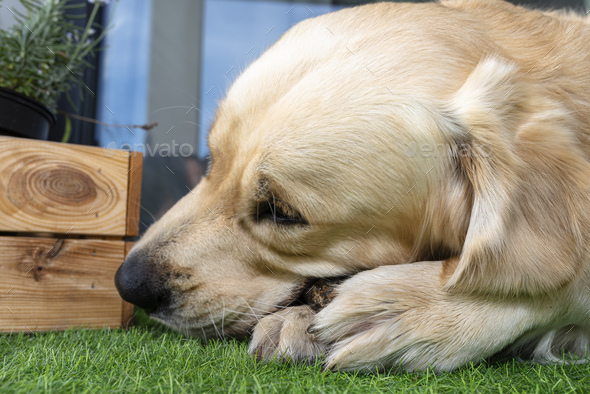 A young male golden retriever is eating a bone outside in front patio window on artificial grass.
