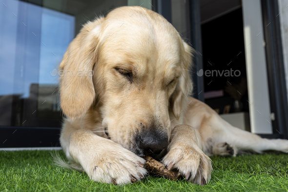 A young male golden retriever is eating a bone outside in front a patio window on artificial grass.