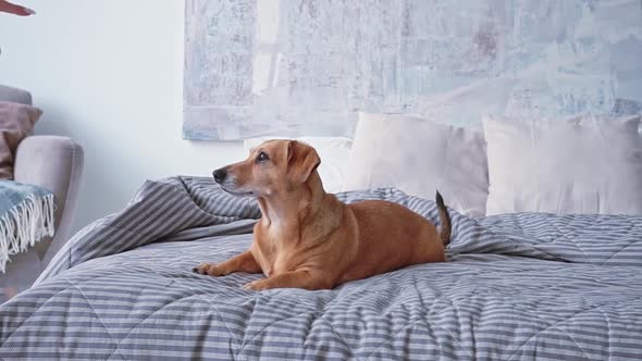 A Caucasian Woman in Home Clothes Puts a Small Brown Dachshund Dog with Big Ears to Sleep in a Bed alt