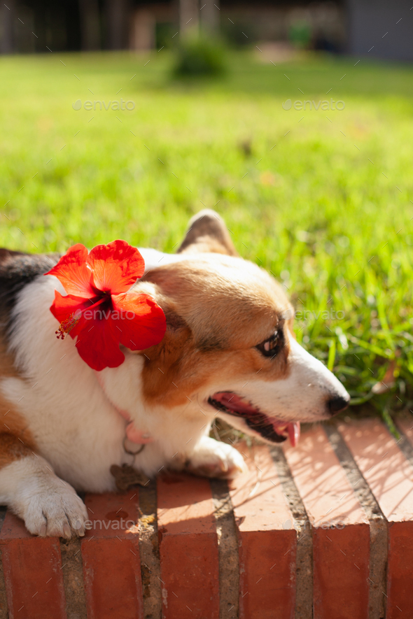 welsh corgi cardigan dog with red flower in the park in summer