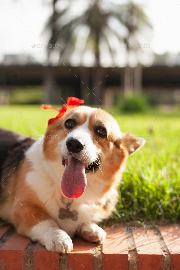 welsh corgi cardigan dog with red flower in the park in summer