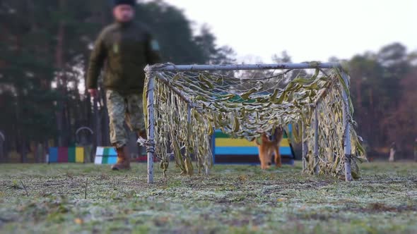Training Dogs in the Army on an Obstacle Course