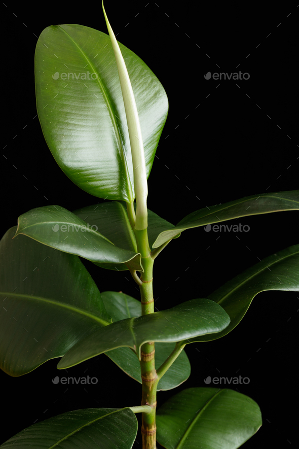 Ficus plant on a black background. - Stock Photo - Images