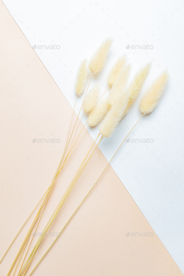 Dry fluffy bunny tails grass Lagurus Ovatus flowers on double white and beige background. Tan pompom