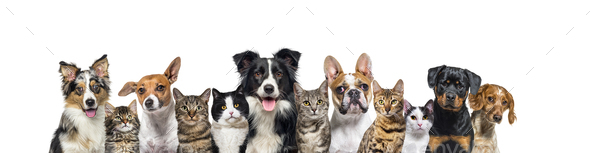Large group of cats and dogs looking at the camera on blue background - Stock Photo - Images