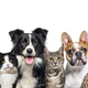 Large group of cats and dogs looking at the camera on blue background - PhotoDune Item for Sale