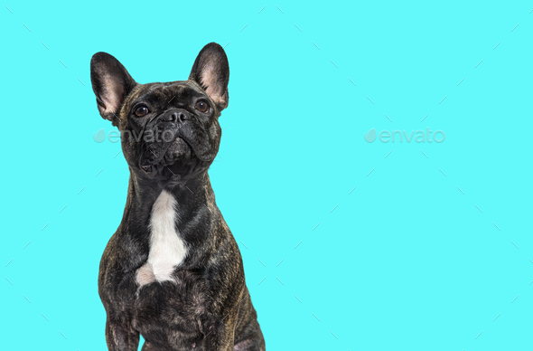 portrait head shot of a dark brindle french bulldog looking up proudly, isolated on white - Stock Photo - Images