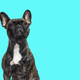 portrait head shot of a dark brindle french bulldog looking up proudly, isolated on white - PhotoDune Item for Sale