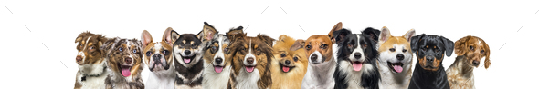 Banner, large group of head shot dogs looking at the camera isolated on white - Stock Photo - Images