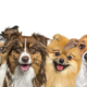 Banner, large group of head shot dogs looking at the camera isolated on white - PhotoDune Item for Sale