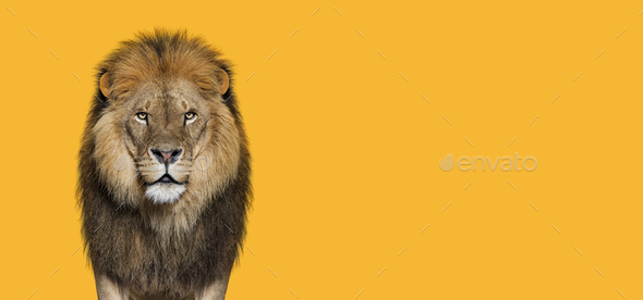 Portrait of a Male adult lion looking at the camera, Panthera leo against orange backgroung - Stock Photo - Images