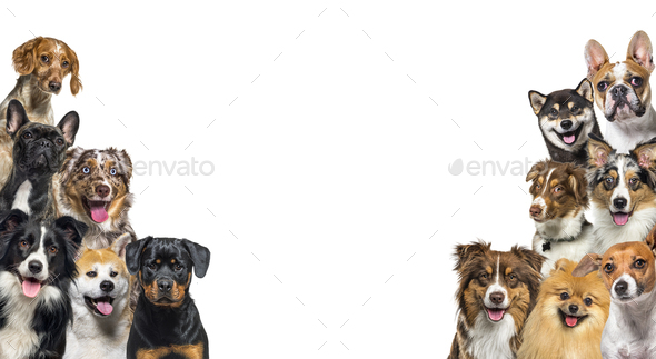 Large group of happy dogs looking at the camera, isolated on white - Stock Photo - Images