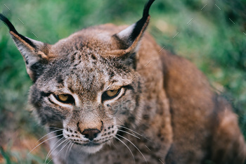 portrait of a lynx looking menacing at camera