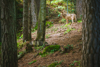 wolf walking among the forest