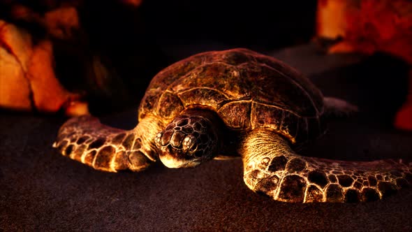 Sea Turtle at Beach Sand alt