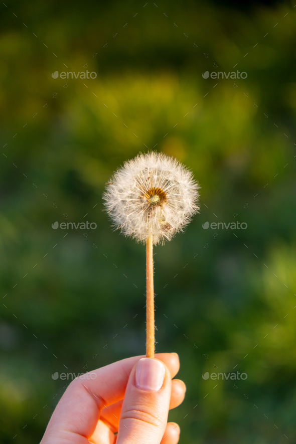 Female hand holding Dandelion blossom at sunset. Fluffy dandelion bulb gets swept away by morning
