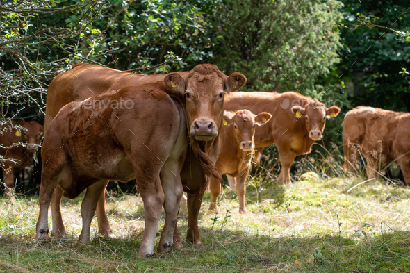 Cows or livestock in a pasture in summer - Stock Photo - Images
