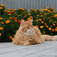 A red Maine Coon cat sitting in a flower garden - PhotoDune Item for Sale