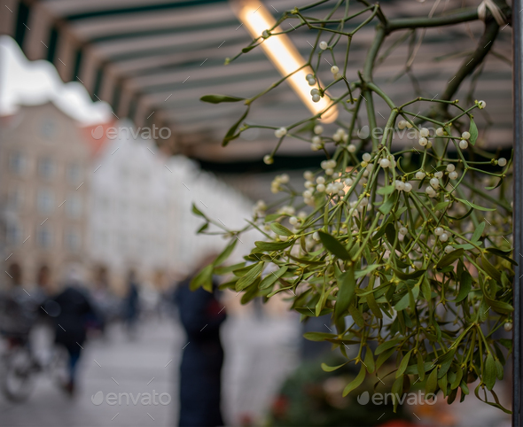 mistletoe in the market tent
