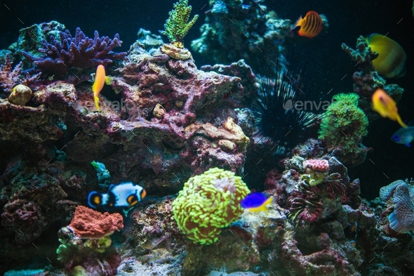 Marine Aquarium Reef