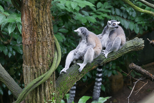 Ringtail lemur looking around in singapore zoo Stock Photo by towfiqu98