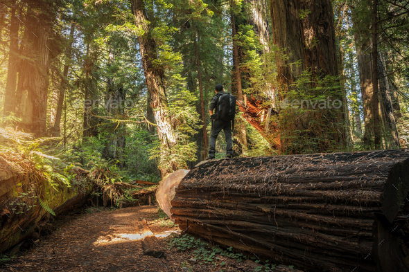 Backpacker Staying on a Fallen Redwood Tree Next to Trail Path