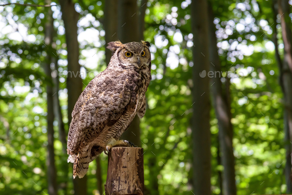 Great horned owl (Bubo virginianus) sitting on a tree trunk