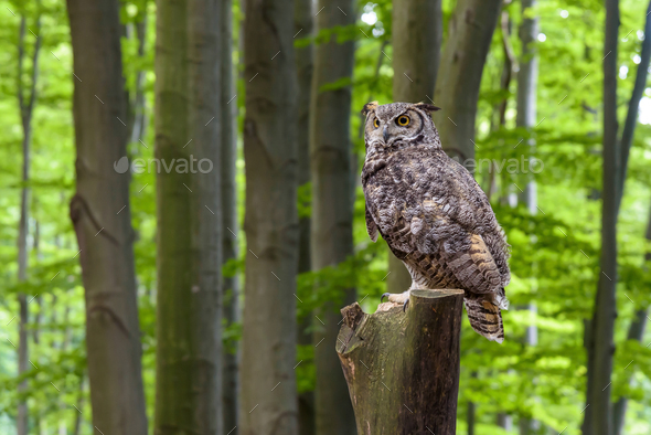 Great horned owl (Bubo virginianus) sitting on a tree trunk