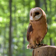 Barn owl (Tyto alba) sitting on a tree trunk - PhotoDune Item for Sale