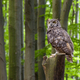 Great horned owl (Bubo virginianus) sitting on a tree trunk - PhotoDune Item for Sale