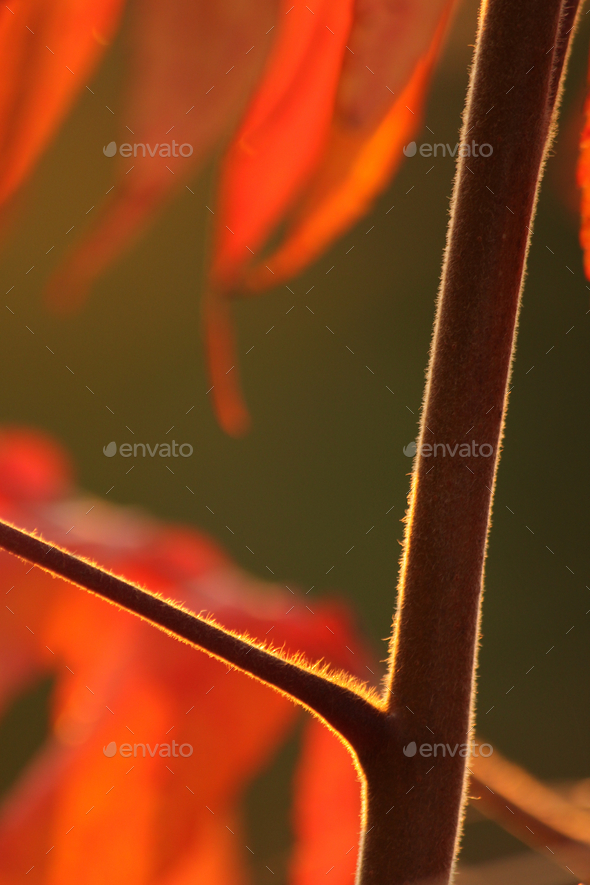 Out on a Limb Stock Photo by couragesings | PhotoDune