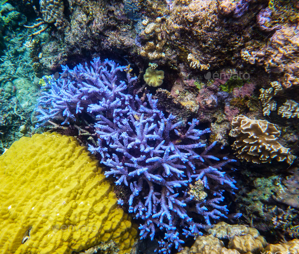 Underwater Photograph surrounded by coral reef scene Stock Photo by ...