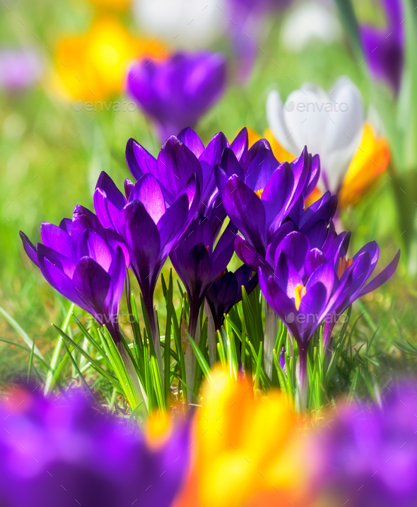 Spring meadow with various crocus flowers - Stock Photo - Images