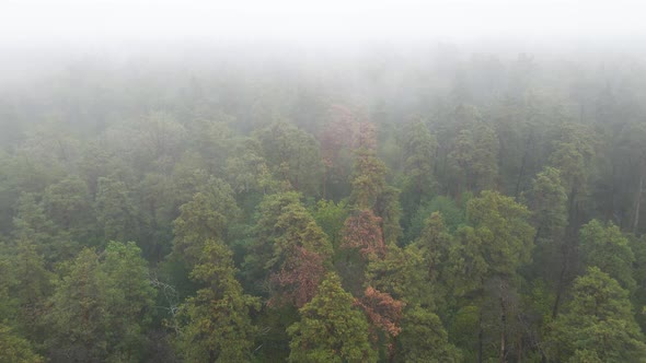 Forest in Fog in Rainy Autumn Weather. Ukraine. Aerial View, Slow Motion alt