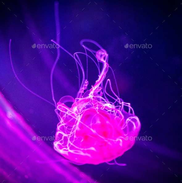 Glow in the dark jellyfish